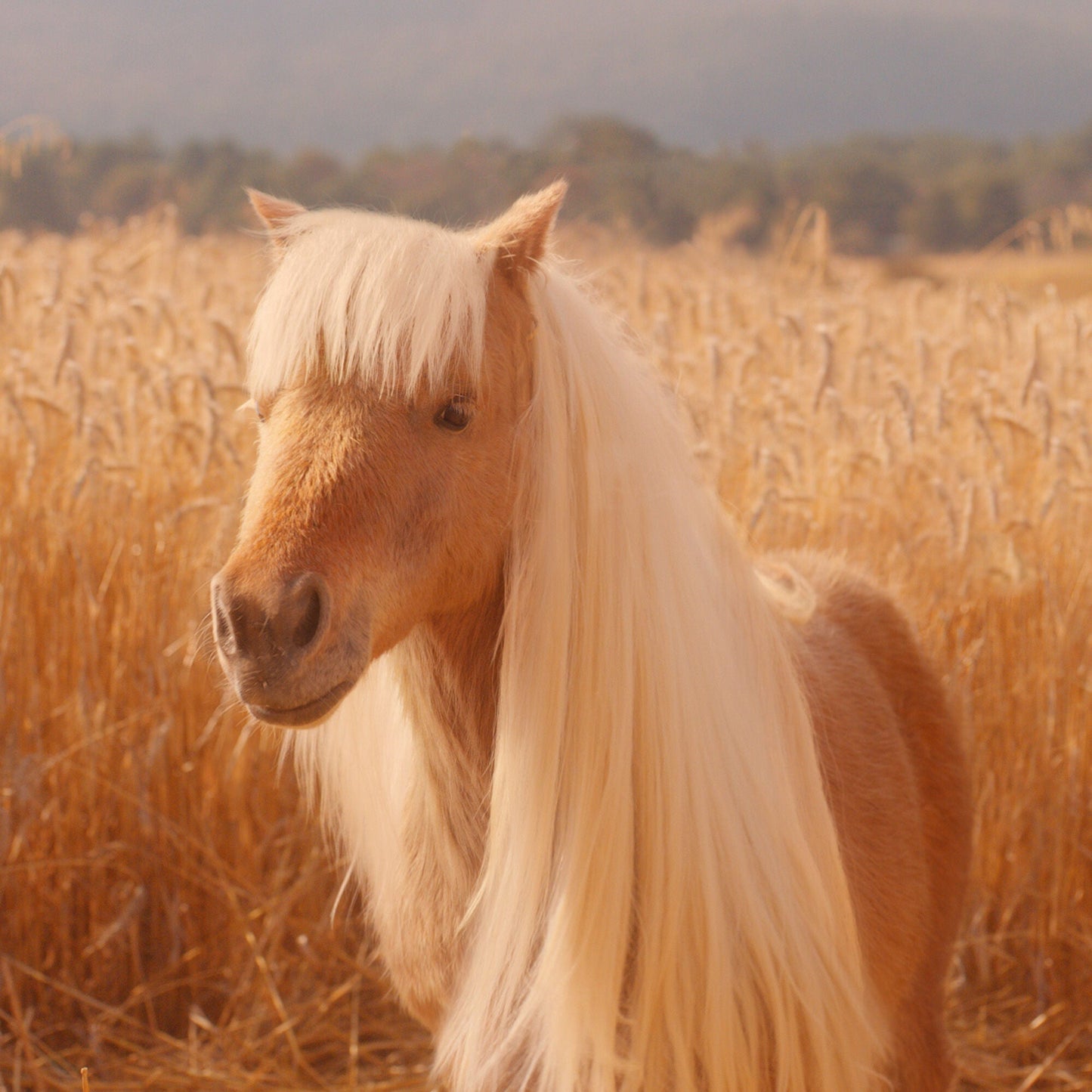 halo-glow-liquid-filter-f4 pony_pdp_2_e2011e9a-b9dd-4967-9b0f-b2fb03df5f80.jpg